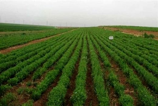 کشت ارقام نخود پابلند به روش انتظاری در مزارع دیم استان قزوین
