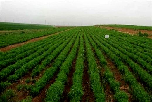کشت ارقام نخود پابلند به روش انتظاری در مزارع دیم استان قزوین