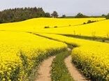 افزایش سطح زیر کشت کلزا در سالجاری