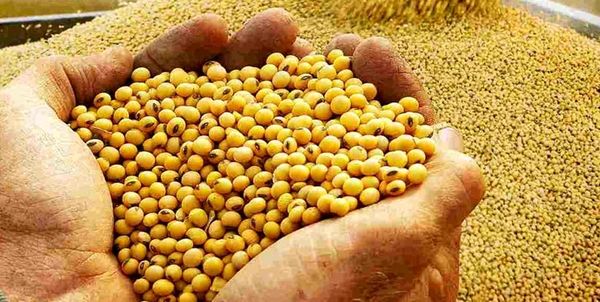 اصلاح تغذیه مرغداری به دلیل کمبود نهاده، ضروری است