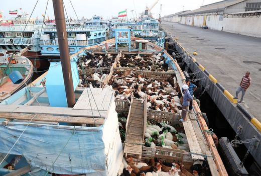 زیان سه میلیاردی صادر کنندگان دام از ناهماهنگی