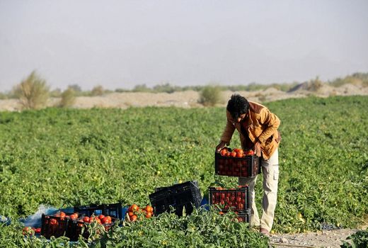 ضرورت فرهنگ سازی برای توسعه بیمه کشاورزی