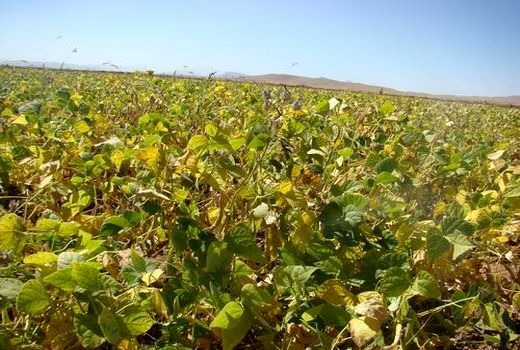 پیش‌بینی برداشت 17 هزارتن لوبیا از مزارع چهارمحال و بختیاری