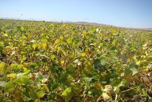 پیش‌بینی برداشت 17 هزارتن لوبیا از مزارع چهارمحال و بختیاری