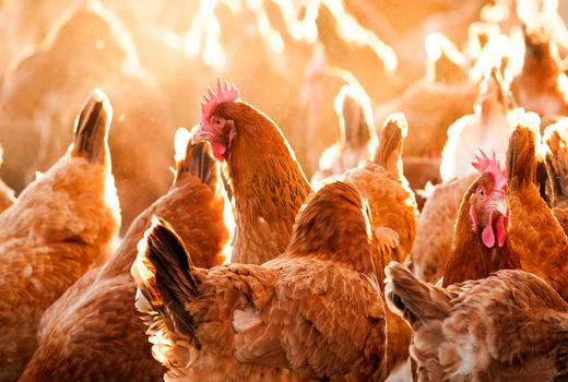 گرما و قطعی برق مرغداری‌ها را به چالش کشیده است 
