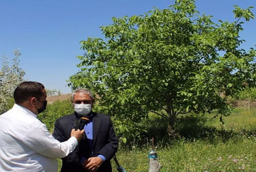 حمایت جهاد کشاورزی در قالب طرح تغییر الگوی کشت در اراضی شیبدار شهرستان مرند