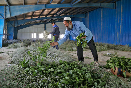 ارزش اقتصادی نوغانداری خراسان شمالی با تکمیل زنجیره آن ۲ برابر می‌شود
