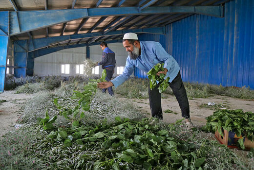 ارزش اقتصادی نوغانداری خراسان شمالی با تکمیل زنجیره آن ۲ برابر می‌شود
