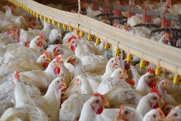 نظارت تعزیرات حکومتی چهارمحال و بختیاری بر مرغداری‌ها