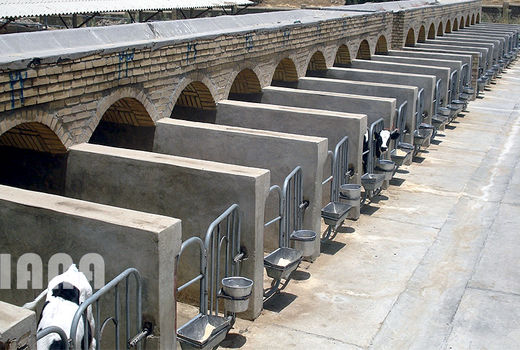 اعلام برنامه‌های جامع توسعه صنعت دام استان اردبیل