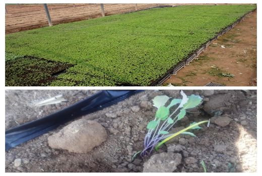 طرح پایلوت امکان سنجی کشت نشایی کلزا در شهرستان قروه 