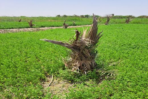 راستی آزمایی طرح توسعه و جایگزینی نخیلات در آبادان