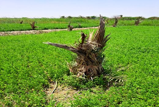 راستی آزمایی طرح توسعه و جایگزینی نخیلات در آبادان