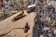 مرحله دوم مبارزه با ملخ صحرایی در استان بوشهر پایان یافت