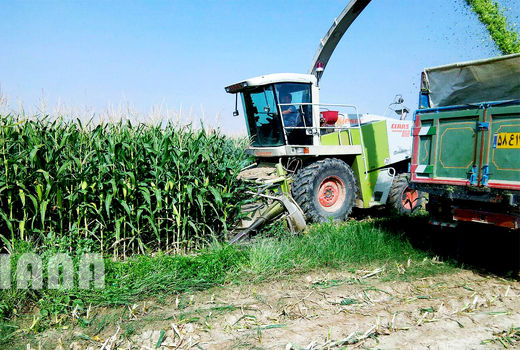 برداشت ذرت دانه‌ای در شهرستان شوشتر آغاز شد