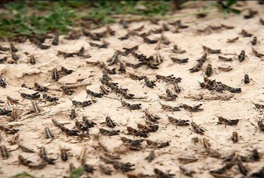 سرپرست وزارت جهاد کشاورزی با هدف بازدید از روند مقابله با هجوم ملخ ها وارد بوشهر شد