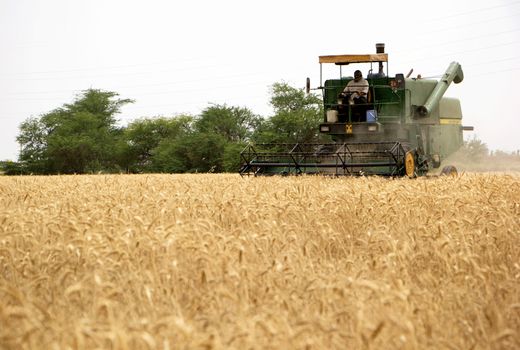 به کارگیری بیش از 240 دستگاه کمباین و دروگر در عملیات برداشت گندم و جو