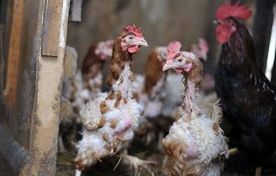 پرریزی مصنوعی و طبیعی؛ دو مسیر متفاوت در مدیریت طیور