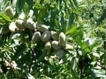 برداشت 25 هزار تُن بادام از باغات چهارمحال و بختیاری