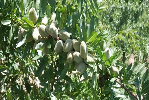 برداشت 25 هزار تُن بادام از باغات چهارمحال و بختیاری