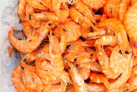 تولید متراکم میگو در اراضی بریس؛ الگوی گذر از تولید سنتی به نوین