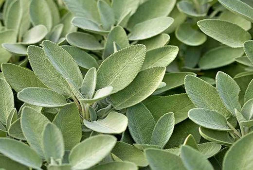 پیش‌بینی برداشت 12.5 تن مریم گلی در بیضا