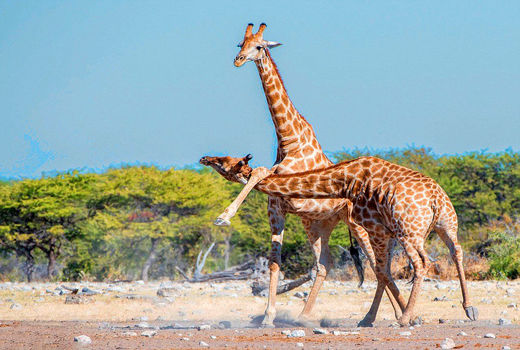 جدال زرافه‌ها
