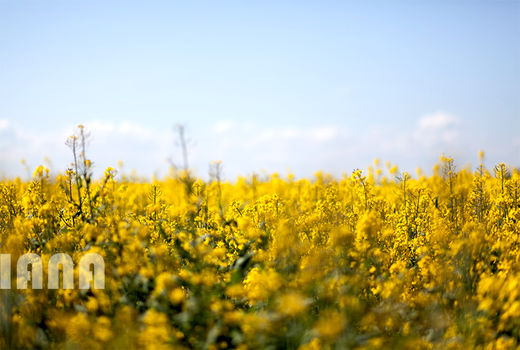 استان ایلام در تولید کلزا رتبه چهارم کشور را دارد