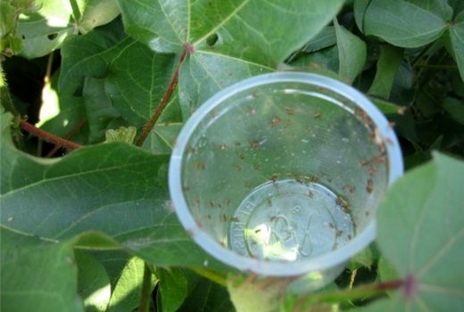 اخذ 400 برند استاندارد در دهه 90 در بخش کشاورزی