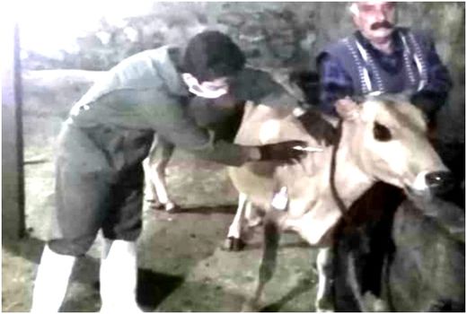 پایان مایه کوبی دام های سنگین شهرستان خداآفرین علیه بیماری بروسلوز