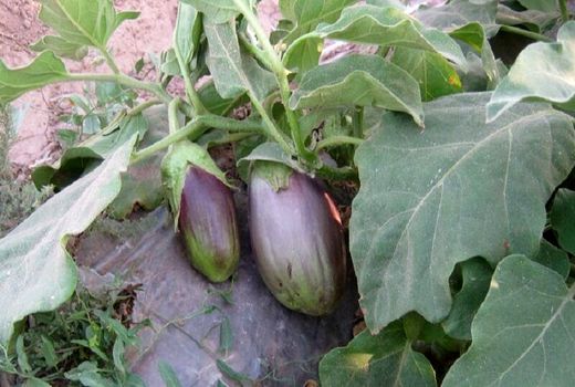 کشت نشائی بادمجان در ابرکوه مصرف آب و زمان برداشت را کاهش داد