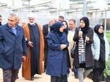 بازدید رئیس سازمان حفظ نباتات کشور از یک واحد تولید نهال و فرآوری زیتون در طارم سفلی قزوین