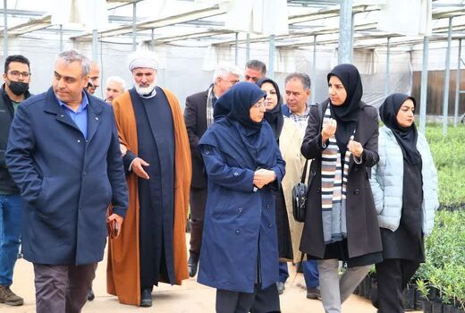 بازدید رئیس سازمان حفظ نباتات کشور از یک واحد تولید نهال و فرآوری زیتون در طارم سفلی قزوین