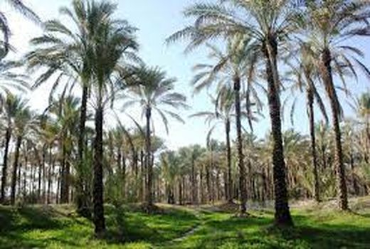 دستاوردهای بخش کشاورزی شهرستان آبادان در دولت سیزدهم