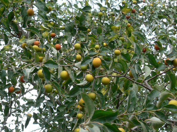 برداشت کُنار - سیستان و بلوچستان