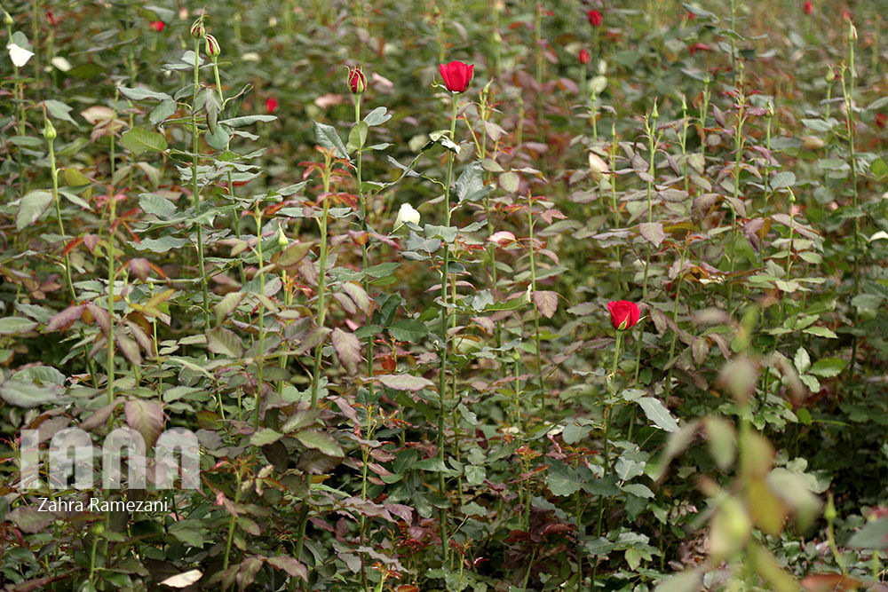 گلخانه شهاب گل خمین 