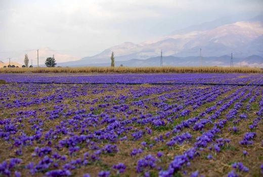 برداشت بالغ‌بر چهار هزار کیلوگرم زعفران از مزارع استان یزد