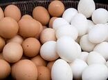 تخم مرغ در همدان ارزان شد