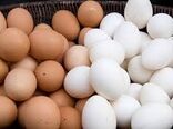 صادرات تخم مرغ همدان به سه کشور 