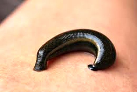 مزرعه تکثیر و پرورش زالو در شهرستان فارسان آماده بهره برداری است