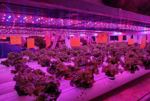  ایجاد گلخانه‌های ان اف تی برای نخستین بار در استان آذربایجان شرقی