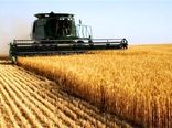 ۳ دلیل عدم تحویل گندم به دولت از سوی کشاورزان
