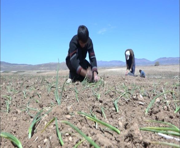 آغاز کاشت پیاز در شهرستان بوئین میاندشت