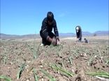 آغاز کاشت پیاز در شهرستان بوئین میاندشت
