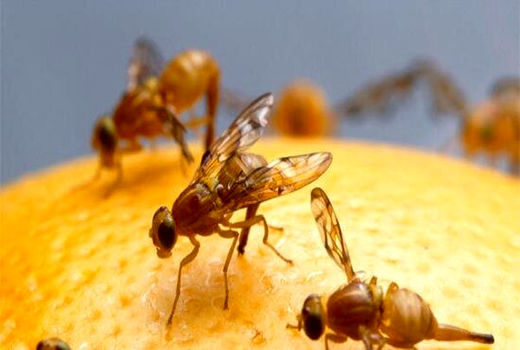 آفت‌های قرنطینه‌ای مزارع اصفهان تحت کنترل قرار گرفت