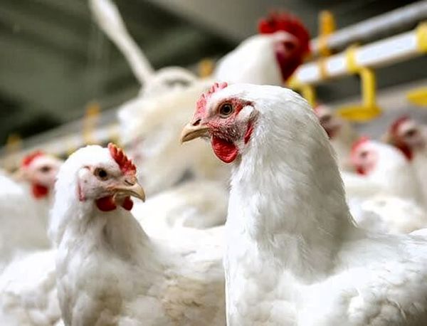 بازار پرتلاطم مرغ آرام گرفت
