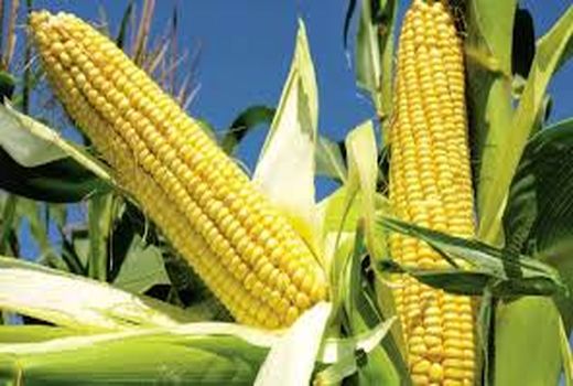 اختصاص ۵۵۶۰ هکتار از اراضی شهرستان دهلران به کشت ذرت