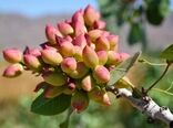 گنجینه ژنتیکی پسته؛ موتور محرک جهش تولید در طلای سبز ایران
