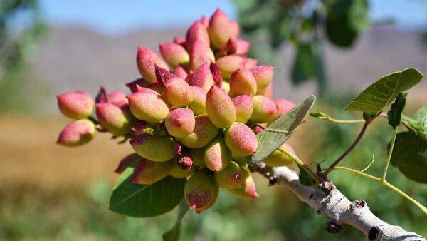 گنجینه ژنتیکی پسته؛ موتور محرک جهش تولید در طلای سبز ایران