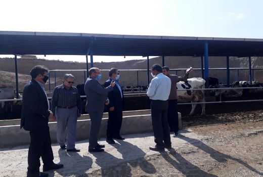 پردیس از پتانسیل بالایی در اصلاح نژاد و بهبود ژنتیکی گله‌های عشایری برخوردار است .